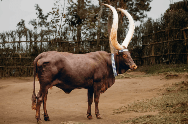 Traditional Rwandan Inyambo cattle for Gusaba ceremony